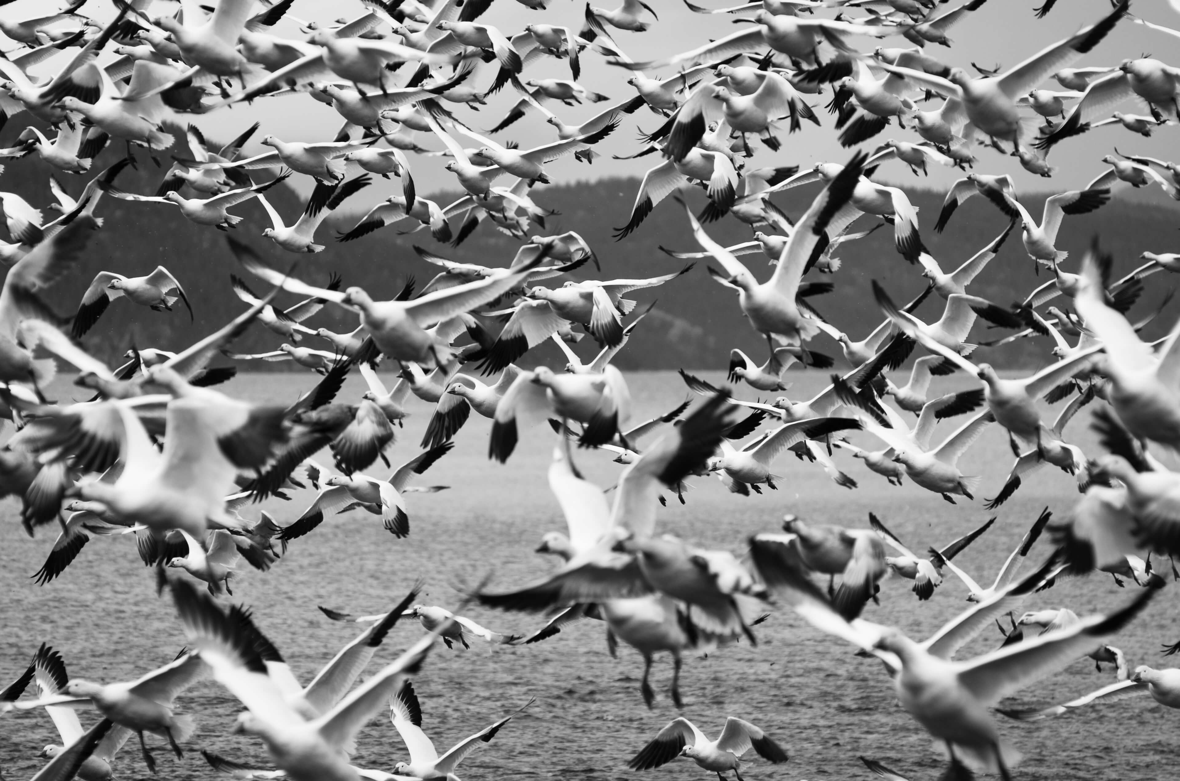 Photo: Laurent Silvani